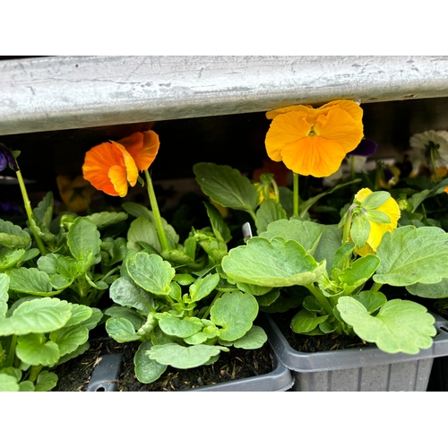 112 - TWENTY TRAYS OF PANSIES SIX PLANTS TO A PACK (SEE PHOTOGRAPHS FOR COLOURS) TO BE SOLD FOR THE TWENTY... 