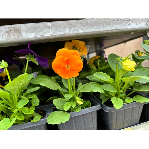 112 - TWENTY TRAYS OF PANSIES SIX PLANTS TO A PACK (SEE PHOTOGRAPHS FOR COLOURS) TO BE SOLD FOR THE TWENTY... 