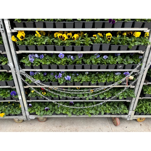 113 - TWENTY TRAYS OF PANSIES SIX PLANTS TO A PACK (SEE PHOTOGRAPHS FOR COLOURS) TO BE SOLD FOR THE TWENTY... 