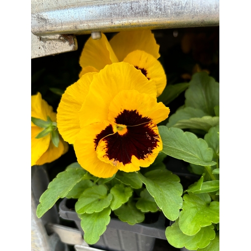 113 - TWENTY TRAYS OF PANSIES SIX PLANTS TO A PACK (SEE PHOTOGRAPHS FOR COLOURS) TO BE SOLD FOR THE TWENTY... 