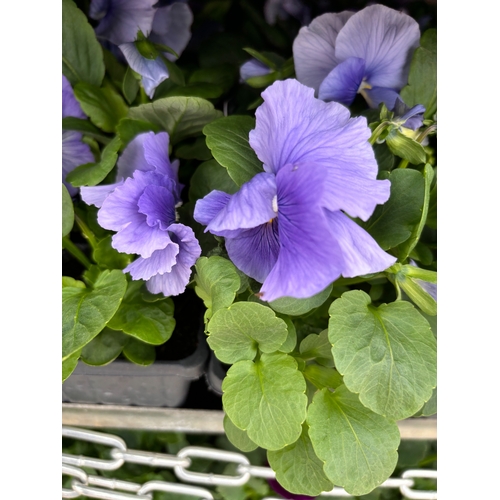 115 - TWENTY TRAYS OF PANSIES SIX PLANTS TO A PACK (SEE PHOTOGRAPHS FOR COLOURS) TO BE SOLD FOR THE TWENTY... 