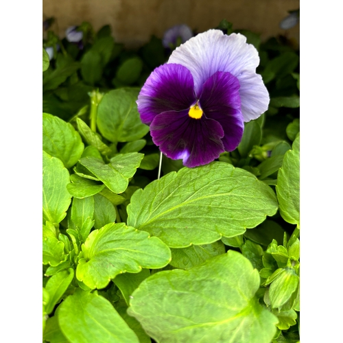 117 - TWENTY TRAYS OF PANSIES SIX PLANTS TO A PACK (SEE PHOTOGRAPHS FOR COLOURS) TO BE SOLD FOR THE TWENTY... 