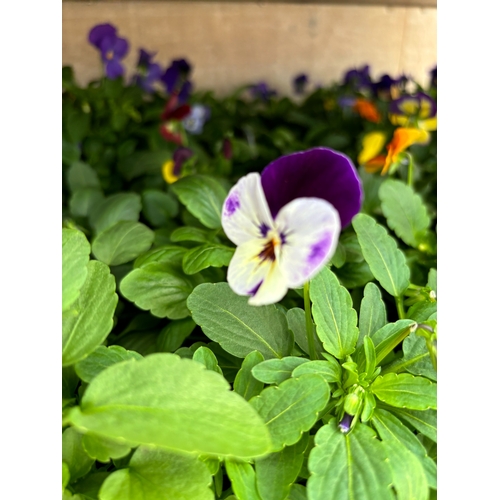 120 - TWENTY TRAYS OF VIOLAS SIX PLANTS PER PACK  (SEE PHOTOGRAPHS FOR COLOURS) TO BE SOLD FOR THE TWENTY ... 