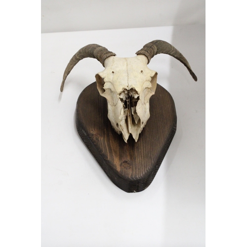 341 - A RAM'S SKULL AND HORNS ON A WOODEN PLINTH