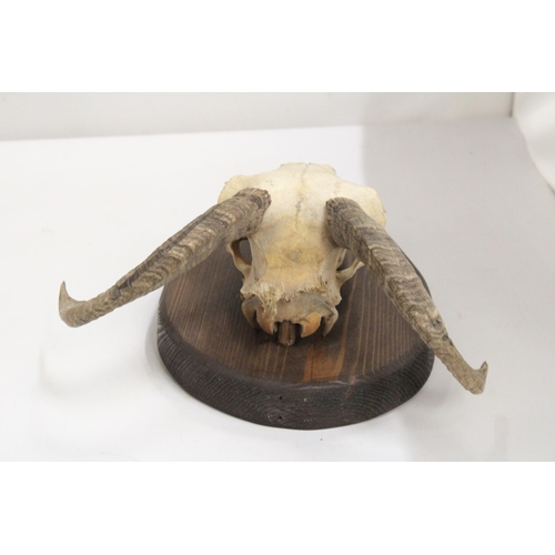 341 - A RAM'S SKULL AND HORNS ON A WOODEN PLINTH