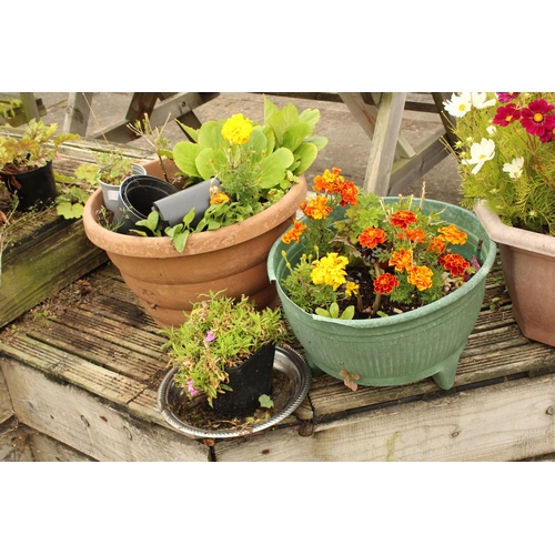 3287 - AN ASSORTMENT OF VARIOUS PLANT POTS (SOME CONTAING PLANTS)