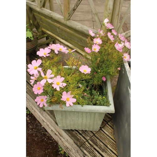 3289 - A LARGE CEMENT FIBRE PLANTER AND A FURTHER PLASTIC TUB BOTH CONTAINING PLANTS