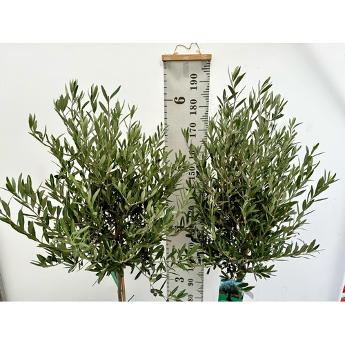 10 - TWO LARGE ITALIAN OLIVE STANDARD TREES APPROX 2 METRES IN HEIGHT IN 9 LTR POTS NO VAT TO BE SOLD FOR... 