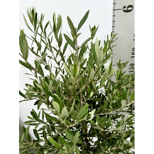 10 - TWO LARGE ITALIAN OLIVE STANDARD TREES APPROX 2 METRES IN HEIGHT IN 9 LTR POTS NO VAT TO BE SOLD FOR... 