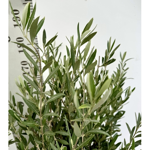 10 - TWO LARGE ITALIAN OLIVE STANDARD TREES APPROX 2 METRES IN HEIGHT IN 9 LTR POTS NO VAT TO BE SOLD FOR... 