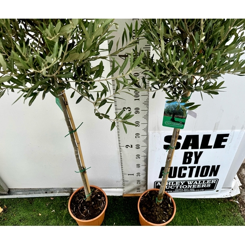 10 - TWO LARGE ITALIAN OLIVE STANDARD TREES APPROX 2 METRES IN HEIGHT IN 9 LTR POTS NO VAT TO BE SOLD FOR... 