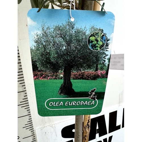 10 - TWO LARGE ITALIAN OLIVE STANDARD TREES APPROX 2 METRES IN HEIGHT IN 9 LTR POTS NO VAT TO BE SOLD FOR... 