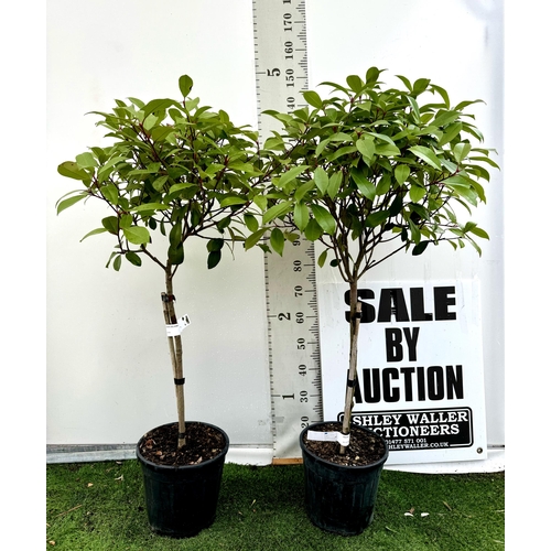 11 - A PAIR OF STANDARD PHOTINIA FRASERI RED ROBIN TREES 150CM TALL IN A 10 LTR POT TO BE SOLD FOR THE PA... 