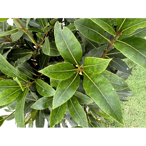 31 - A PAIR OF STANDARD BAY TREES 'LAURUS NOBILIS' IN 10 LTR POTS APPROX 160CM IN HEIGHT TO BE SOLD FOR T... 