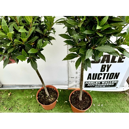 31 - A PAIR OF STANDARD BAY TREES 'LAURUS NOBILIS' IN 10 LTR POTS APPROX 160CM IN HEIGHT TO BE SOLD FOR T... 