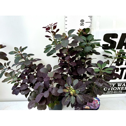 32 - TWO COTINUS COGGYGRIA ROYAL PURPLE SMOKE BUSH IN 3 LTR POTS APPROX 80CM IN HEIGHT PLUS VAT TO BE SOL... 