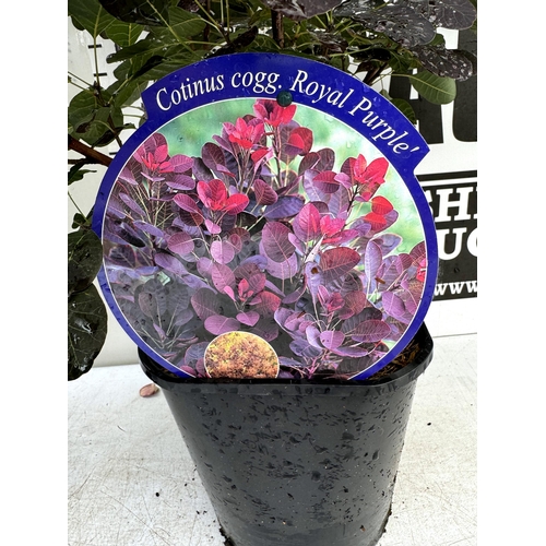 32 - TWO COTINUS COGGYGRIA ROYAL PURPLE SMOKE BUSH IN 3 LTR POTS APPROX 80CM IN HEIGHT PLUS VAT TO BE SOL... 