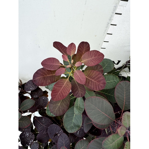 32 - TWO COTINUS COGGYGRIA ROYAL PURPLE SMOKE BUSH IN 3 LTR POTS APPROX 80CM IN HEIGHT PLUS VAT TO BE SOL... 