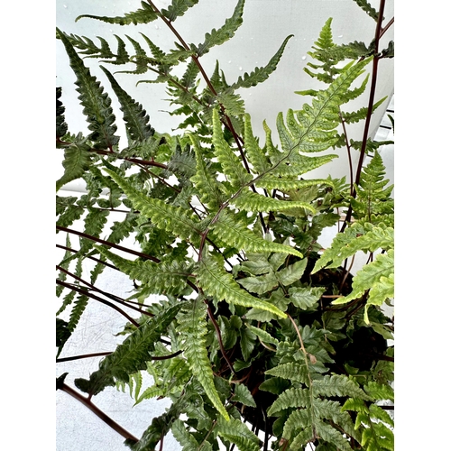 33 - TWO LARGE ELEGRASS FERNS POLYSTICHUM 'NEOLOBATUM' AND ANISOCAMPIUM 'SHEARERI' IN 3 LTR POTS 40-60CM ... 