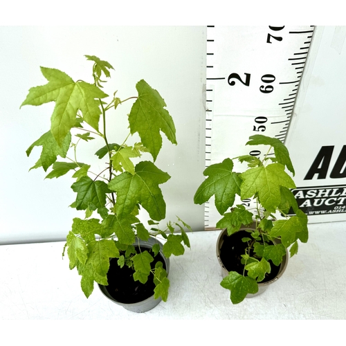 34 - TWO SWEET GUM LIQUID AMBAR STYRACIFLUA TREES APPROX 60-80CM IN HEIGHT IN 3LTR POTS PLUS VAT TO BE SO... 