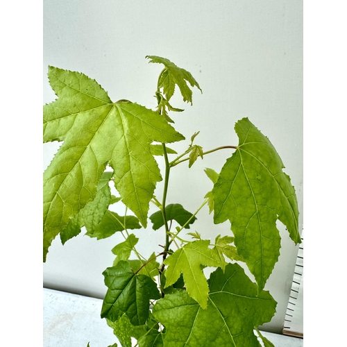 34 - TWO SWEET GUM LIQUID AMBAR STYRACIFLUA TREES APPROX 60-80CM IN HEIGHT IN 3LTR POTS PLUS VAT TO BE SO... 