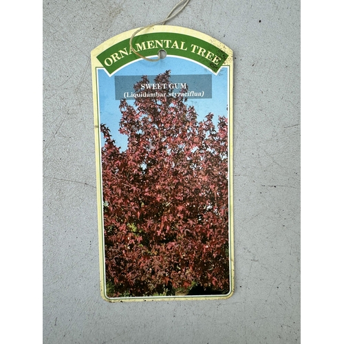 34 - TWO SWEET GUM LIQUID AMBAR STYRACIFLUA TREES APPROX 60-80CM IN HEIGHT IN 3LTR POTS PLUS VAT TO BE SO... 