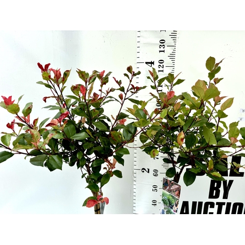 35 - TWO PHOTINIA FRASERI STANDARD TREES 'LITTLE RED ROBIN' APPROX 130CM IN HEIGHT IN 3 LTR POTS PLUS VAT... 