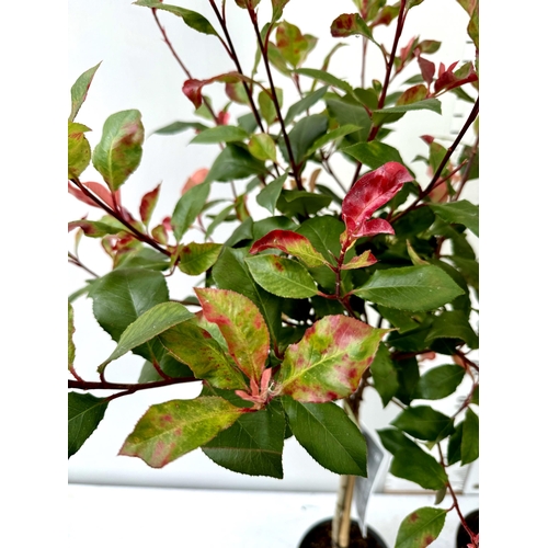 35 - TWO PHOTINIA FRASERI STANDARD TREES 'LITTLE RED ROBIN' APPROX 130CM IN HEIGHT IN 3 LTR POTS PLUS VAT... 