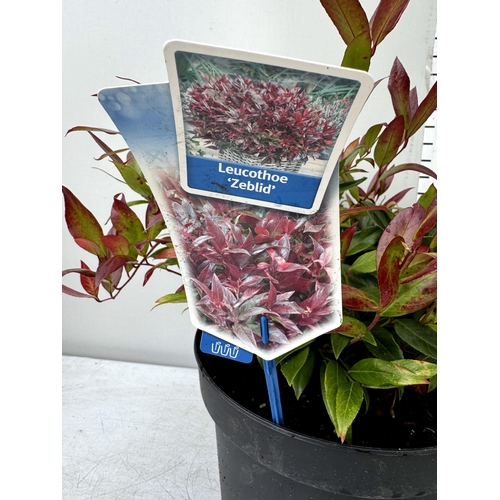 37 - TWO LARGE LEUCOTHOE 'DARK DIAMOND' AND 'ZEBLID' IN 7 LTR POTS 50-60CM TALL PLUS VAT TO BE SOLD FOR T... 