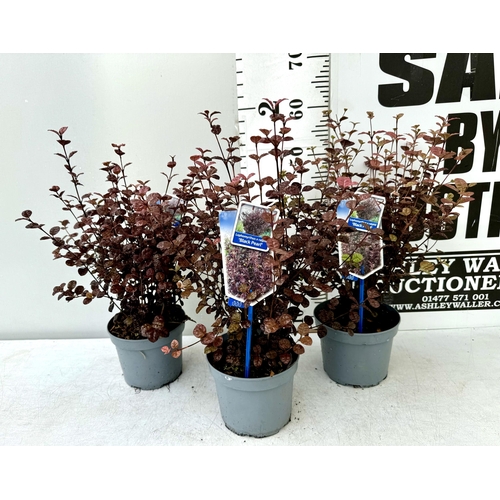 38 - TWO LOPHOMYRTUS RALPHII NEW ZEALAND MYRTLE  'BLACK PEARL' IN 2 LTR POTS HEIGHT APPROX 60CM, TO BE SO... 