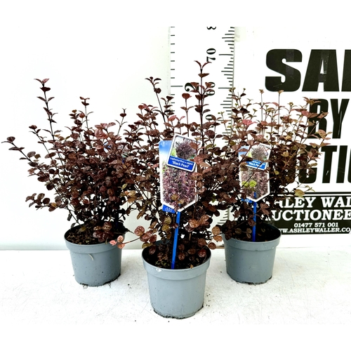 38 - TWO LOPHOMYRTUS RALPHII NEW ZEALAND MYRTLE  'BLACK PEARL' IN 2 LTR POTS HEIGHT APPROX 60CM, TO BE SO... 