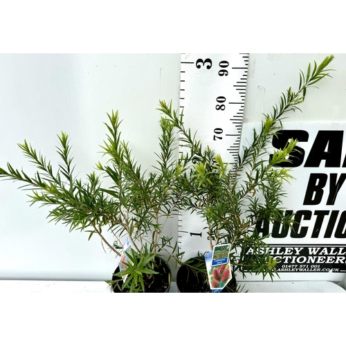 53 - TWO CALLISTEMON LAEVIS IN 4 LTR POTS 90CM IN HEIGHT PLUS VAT TO BE SOLD FOR THE TWO