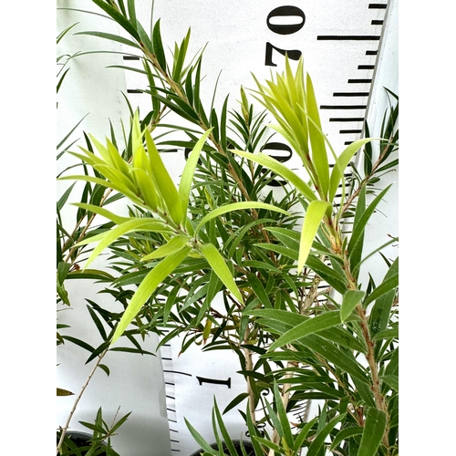 53 - TWO CALLISTEMON LAEVIS IN 4 LTR POTS 90CM IN HEIGHT PLUS VAT TO BE SOLD FOR THE TWO