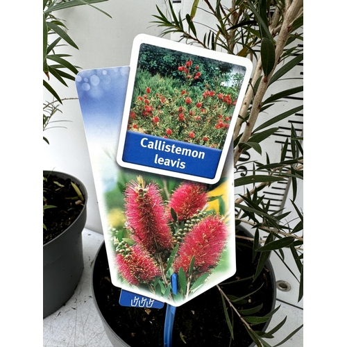 53 - TWO CALLISTEMON LAEVIS IN 4 LTR POTS 90CM IN HEIGHT PLUS VAT TO BE SOLD FOR THE TWO