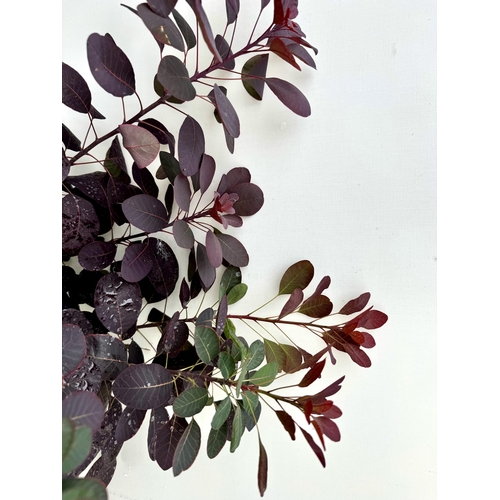 54 - TWO COTINUS COGGYGRIA ROYAL PURPLE SMOKE BUSH IN 3 LTR POTS APPROX 70- 80CM IN HEIGHT PLUS VAT TO BE... 