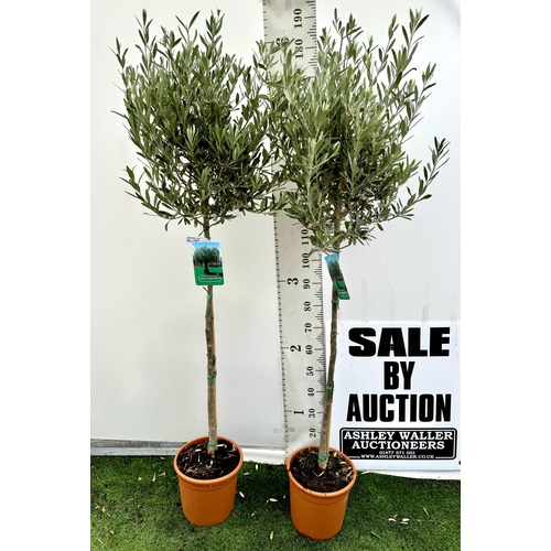 71 - TWO LARGE ITALIAN OLIVE STANDARD TREES OVER 2 METRES IN HEIGHT IN 9 LTR POTS NO VAT TO BE SOLD FOR T... 