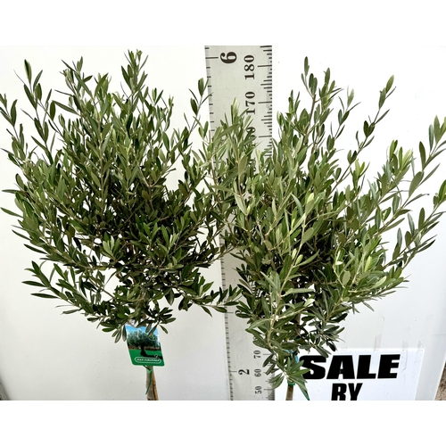 71 - TWO LARGE ITALIAN OLIVE STANDARD TREES OVER 2 METRES IN HEIGHT IN 9 LTR POTS NO VAT TO BE SOLD FOR T... 