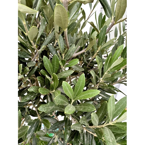 71 - TWO LARGE ITALIAN OLIVE STANDARD TREES OVER 2 METRES IN HEIGHT IN 9 LTR POTS NO VAT TO BE SOLD FOR T... 