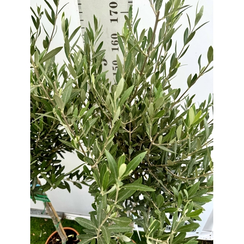 71 - TWO LARGE ITALIAN OLIVE STANDARD TREES OVER 2 METRES IN HEIGHT IN 9 LTR POTS NO VAT TO BE SOLD FOR T... 