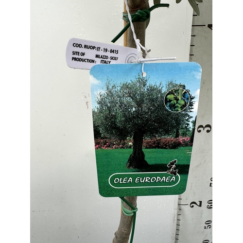 71 - TWO LARGE ITALIAN OLIVE STANDARD TREES OVER 2 METRES IN HEIGHT IN 9 LTR POTS NO VAT TO BE SOLD FOR T... 