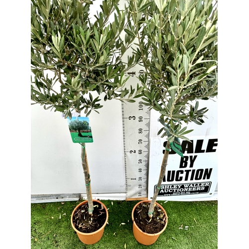 71 - TWO LARGE ITALIAN OLIVE STANDARD TREES OVER 2 METRES IN HEIGHT IN 9 LTR POTS NO VAT TO BE SOLD FOR T... 