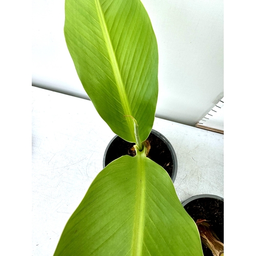 72 - THREE MUSA BASJOO BANANA PLANTS IN 2 LTR POTS 60CM TALL TO BE SOLD FOR THE THREE NO VAT