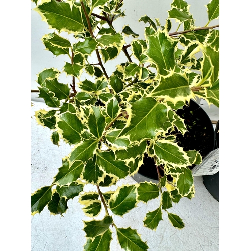 78 - TWO LARGE HOLLY ILEX 'ARGENTEA MARGINATA' AND 'GOLDEN KING' IN 7 LTR POTS APPROX 60CM IN HEIGHT PLUS... 