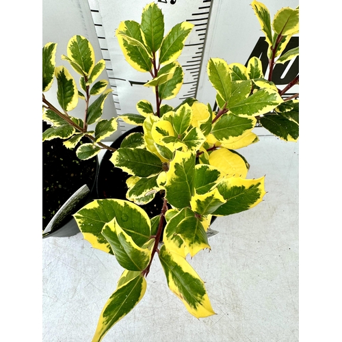 78 - TWO LARGE HOLLY ILEX 'ARGENTEA MARGINATA' AND 'GOLDEN KING' IN 7 LTR POTS APPROX 60CM IN HEIGHT PLUS... 