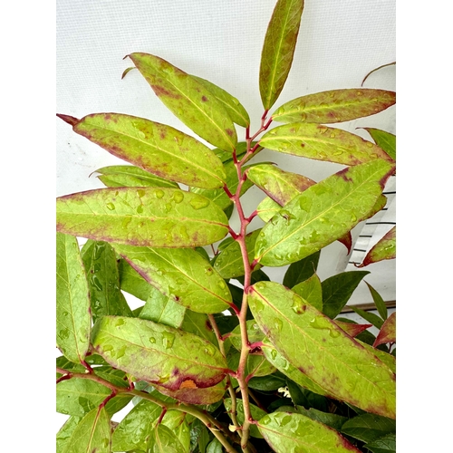 79 - TWO LARGE LEUCOTHOE 'ROYAL RUBY' AND 'BURNING LOVE' IN 7 LTR POTS 60CM TALL PLUS VAT TO BE SOLD FOR ... 