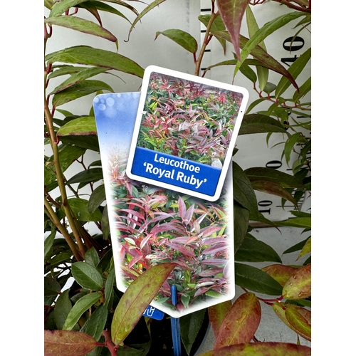 79 - TWO LARGE LEUCOTHOE 'ROYAL RUBY' AND 'BURNING LOVE' IN 7 LTR POTS 60CM TALL PLUS VAT TO BE SOLD FOR ... 