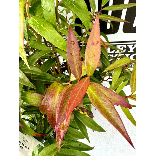 79 - TWO LARGE LEUCOTHOE 'ROYAL RUBY' AND 'BURNING LOVE' IN 7 LTR POTS 60CM TALL PLUS VAT TO BE SOLD FOR ... 