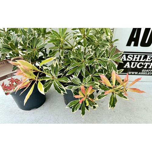 82 - TWO PIERIS JAPONICA 'FLAMING SILVER' IN 3 LTR POTS 50- 60CM TALL PLUS VAT TO BE SOLD FOR THE TWO