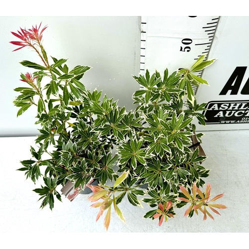 82 - TWO PIERIS JAPONICA 'FLAMING SILVER' IN 3 LTR POTS 50- 60CM TALL PLUS VAT TO BE SOLD FOR THE TWO