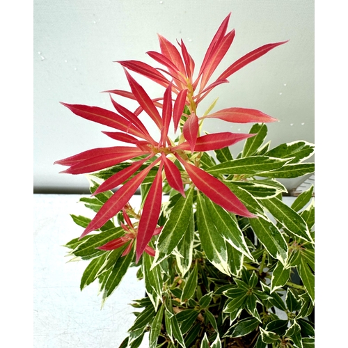 82 - TWO PIERIS JAPONICA 'FLAMING SILVER' IN 3 LTR POTS 50- 60CM TALL PLUS VAT TO BE SOLD FOR THE TWO